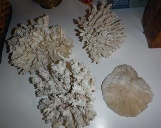 Coral pieces