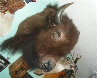 Bison Mount