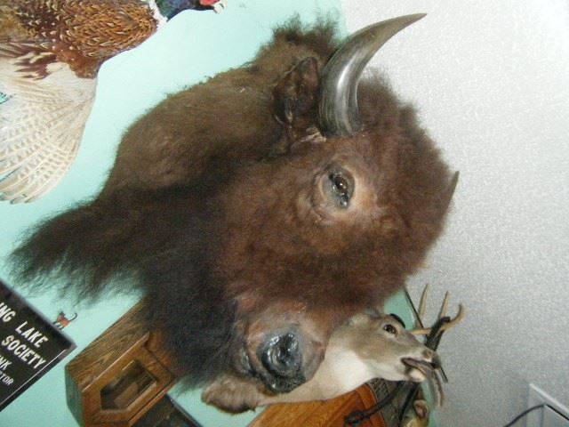 Bison Mount