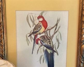 Framed and matted bird art by artist  J. Gould