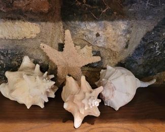 (4) Seashore Decor, 3 Conch Shells and a Starfish