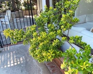 Japanese spindle trees