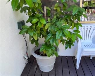 Grapefruit tree