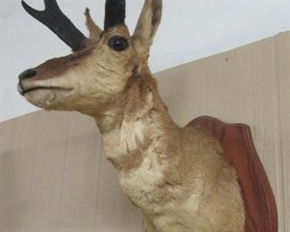 Taxidermy 