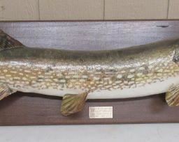 Mounted Fish