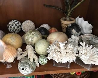 Lots of sea shells through home