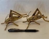 2 Brass Grasshoppers