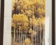 HALF OFF!   $10.00 NOW, WAS $20.00................Aspens in the Tetons. We purchased this piece during family trip to the Grand Tetons in 1998
It is an “open” edition print of an original photograph by Frederic C. Joy
31”L x 41”H