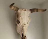HALF OFF!  $50.00 NOW, WAS $100.00....................Bovine Skull We purchased this at an Indian Trading Post in the Four Corners in the 1990s
20”L x 17”W x 20”H