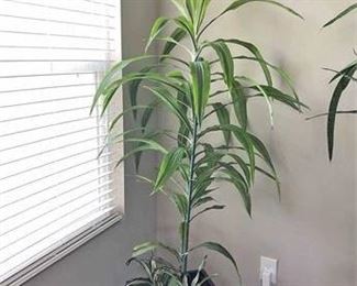 Warnecki House Plant