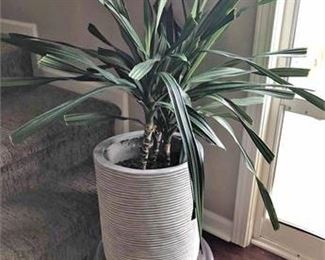 Live House Plant in Decorative Planter