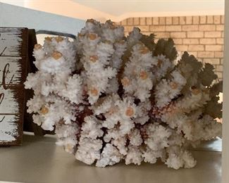 Large coral specimens