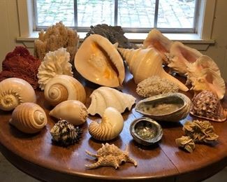 This is just a sampling of a large collection of seashells.