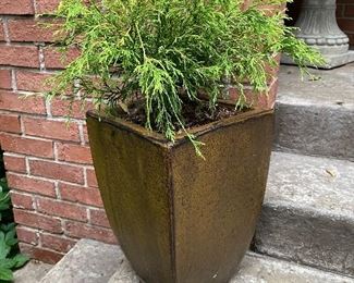 Live plant in planter