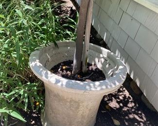Compania pottery pots with citrus trees.