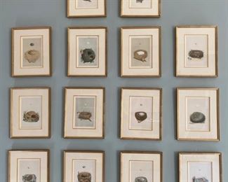 Bird Nest prints by F.O. Morris, 18th century tinted engravings.