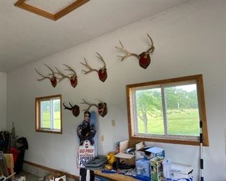 Mule deer taxidermy racks 