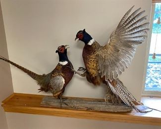 Pheasant taxidermy 