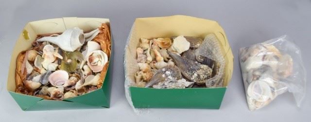 89	Grouping of Shells & Coral	Large grouping of shells, coral, aneomes, cowrie, pen shell. Some broken and loose pieces.
