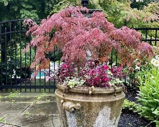 Item 8:  (2) Cement Urns with Japanese Maple Trees - 24":  $475/Each                                                                                   These items are extremely heavy and will likely need to be moved by professionals.