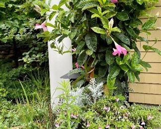 Item 11:  Aqua Planter with Mandevilla Vines:  $165