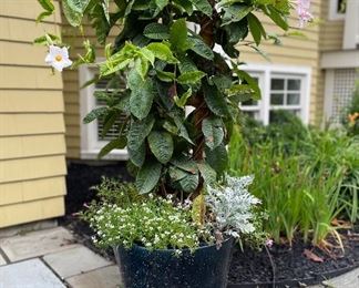 Item 12:  Aqua Ombre Planter with Mandevilla Vines - 16":  $165