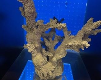 Coral on acrylic stand