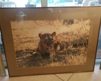 Professional photographer on assignment in Africa photographing lions