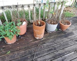 All Planters on Deck