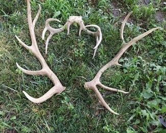 Horns - Elk and Deer