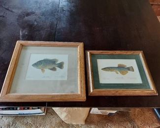2 Framed Signed and Numbered Fish Prints
