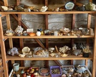 Large collection of fossils, Geodes, stones, polished stones, seashells, and stone figurines