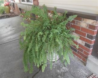 This plant is on the front porch