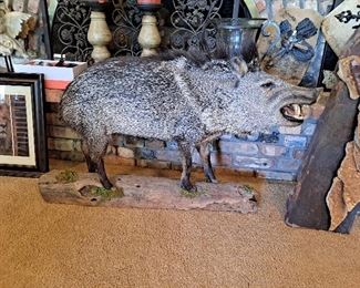Javelina Mount