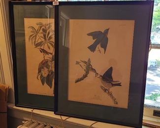 Pair 1881 Audubon Framed Bird Prints

Framed prints, dated 1881 by Audubon.  Bachman's Warbler and Blue Birds.  27" high total 
