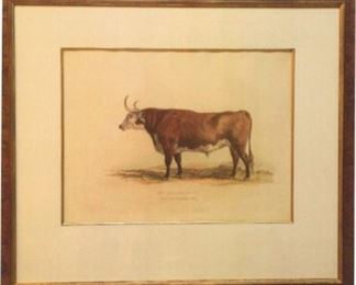 Title:  Herfordshire Ox
