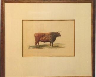 Title:  A Fat Highland Scotch Ox