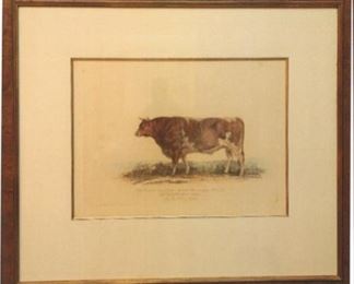 Title: An Alderney Bull