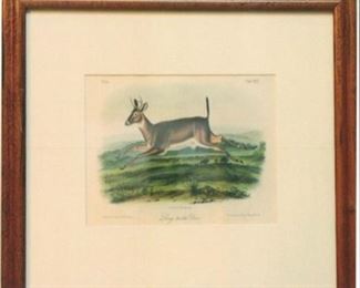 Plate 118 Long Tailed Deer