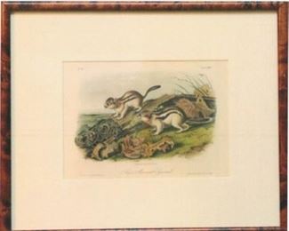 Plate:  114    Say's Marmot Squirrel