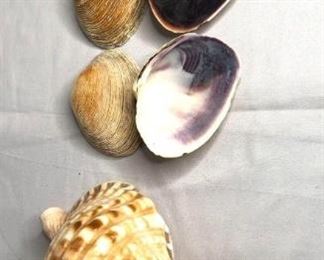 Seashells by the Seashore
One (1) Conch shell and six (6) large clam shells