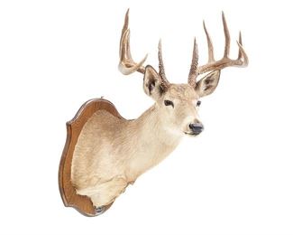 White Tail Taxidermy Wall Mount