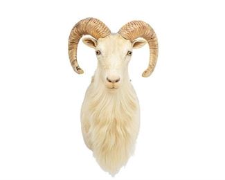 Vintage Mountain Goat Taxidermy Wall Mount