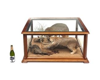 Exceptional young bobcat taxidermy display, two figures in natural motif, under glass display case
