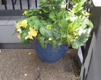 POTTED PLANT
