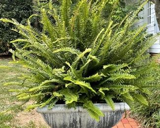 Pair of stunning urns with unbelievabe Kimberly Queen Ferns! These beauties last forever and take full sun!