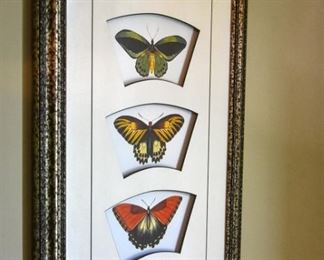 framed butterfly art