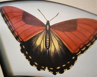 framed butterfly art, detail