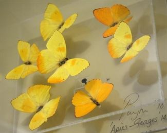 Butterflies, yellow