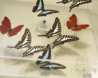 Butterflies, red white and blue